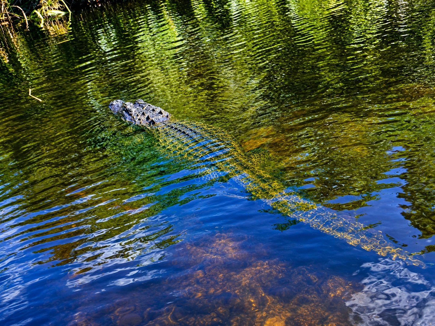 Alligator Tours Everglades