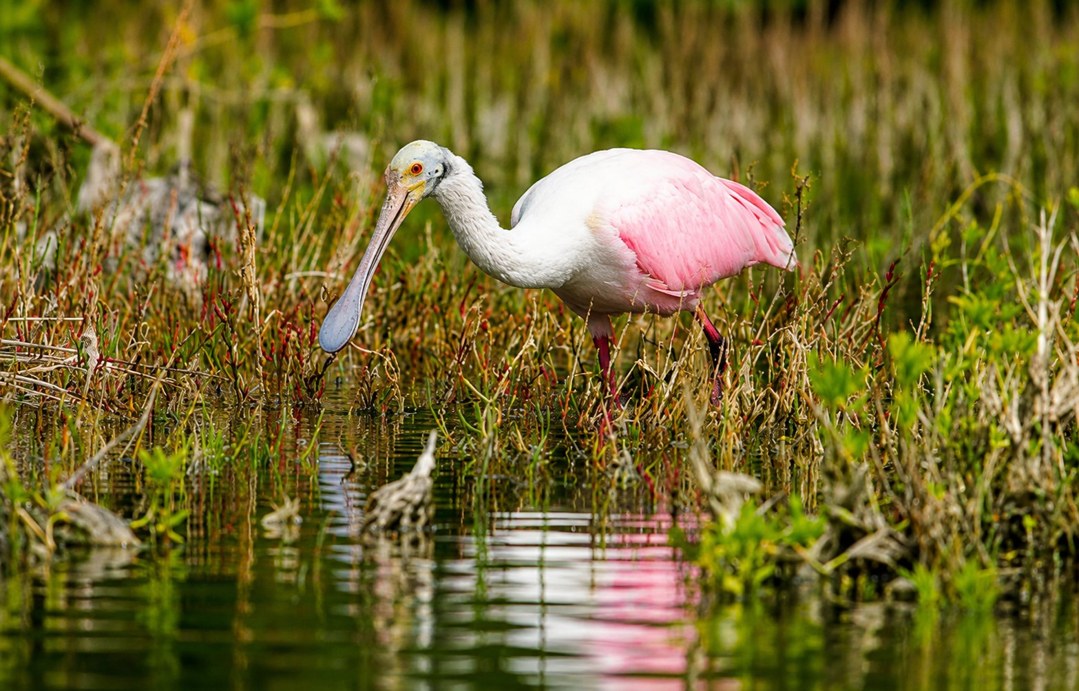 Birding Kayak Tours Everglades