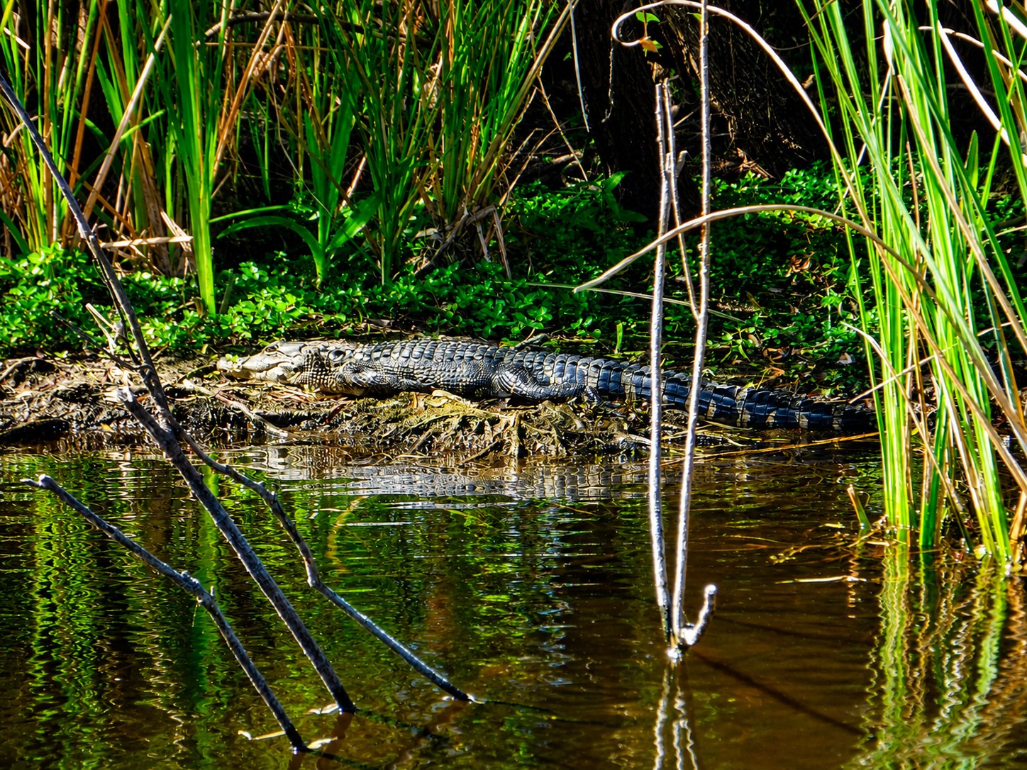 Alligator Everglades