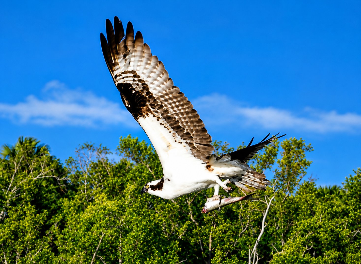 Bald Eagle Everglades