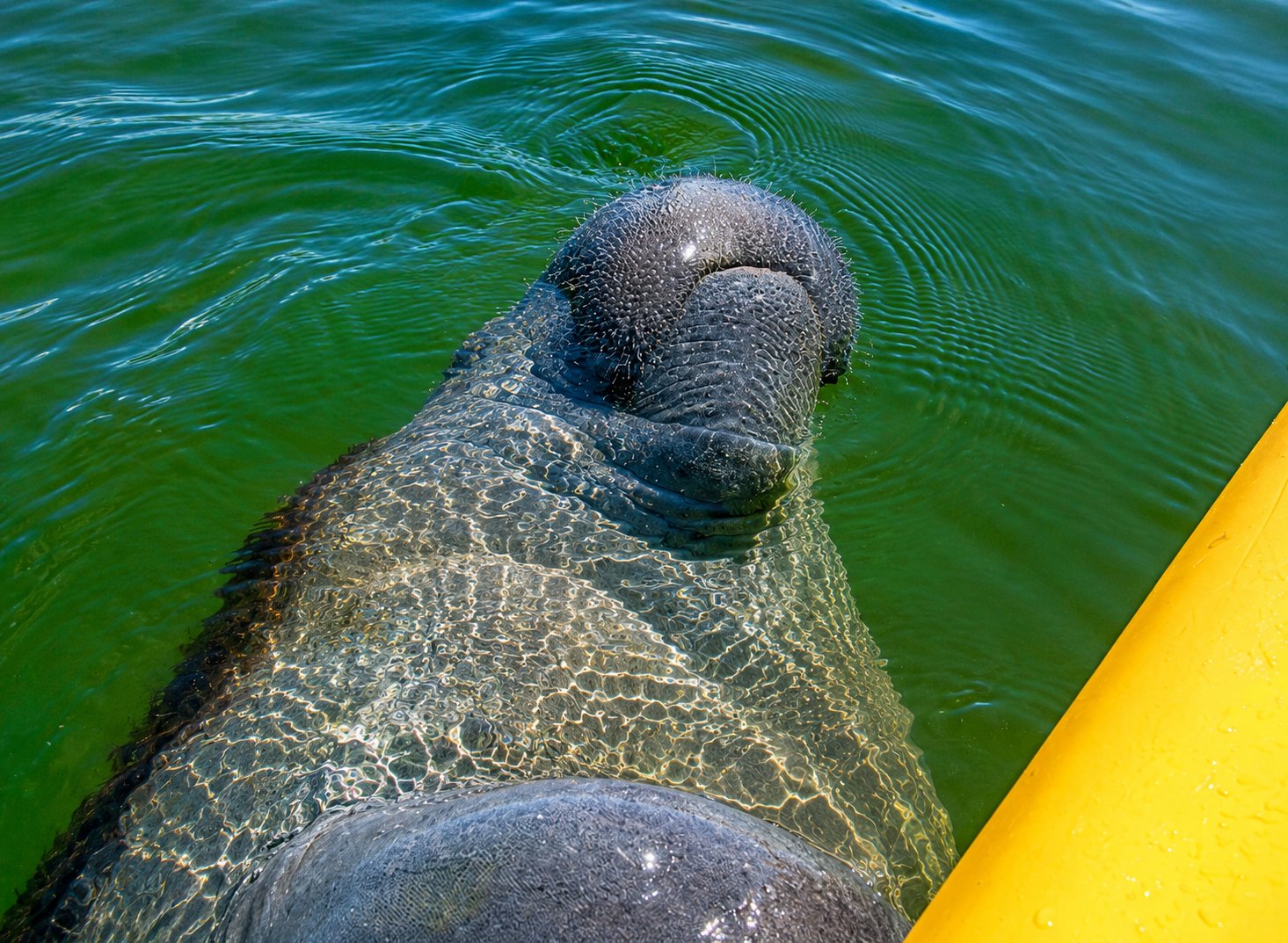 Manatee Everglades
