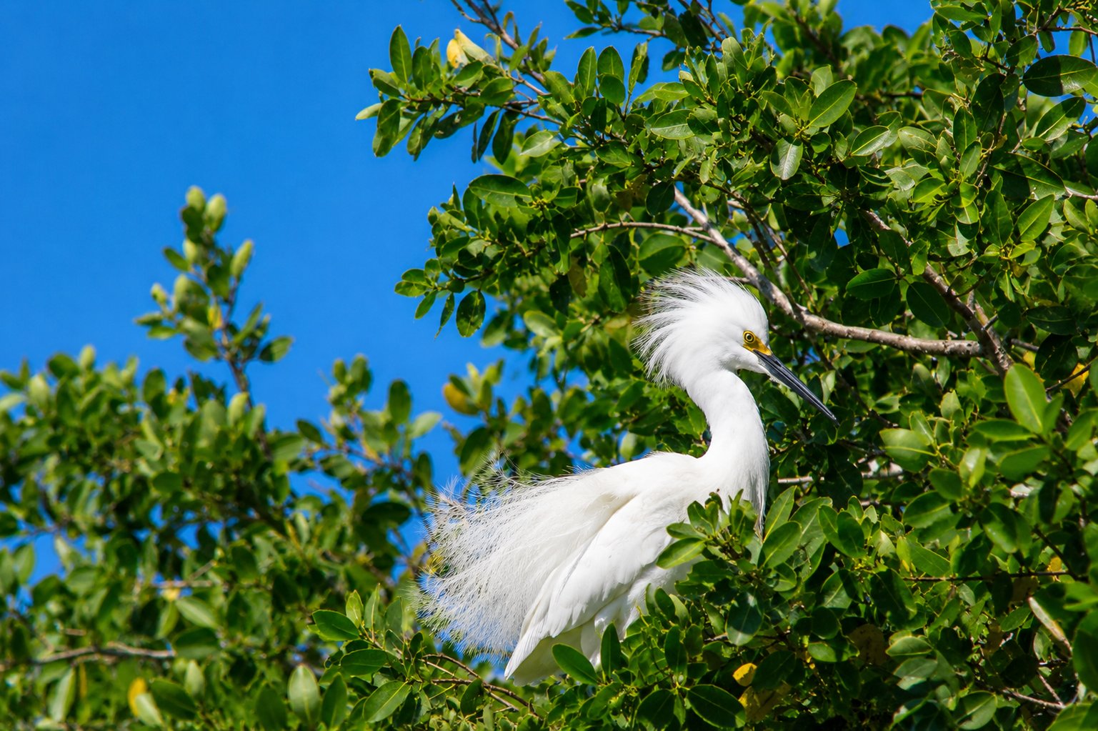 Nature Tours Everglades