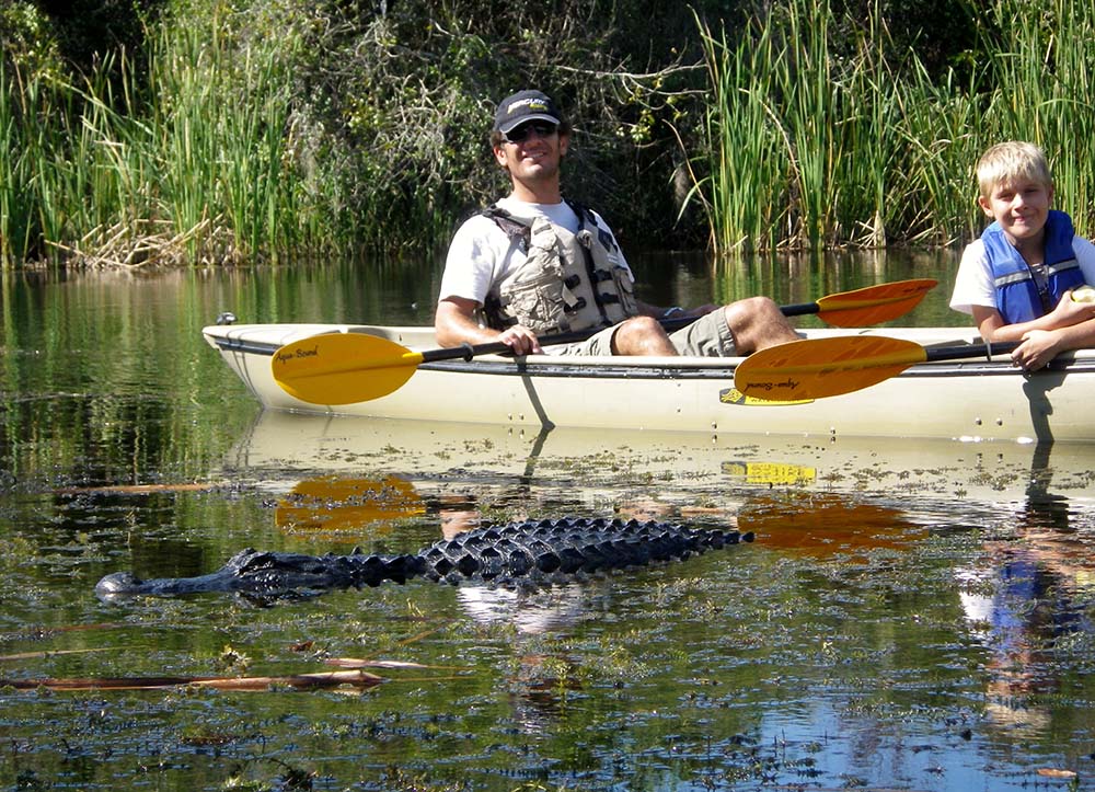 Mangrove Tunnel Kayak Eco Tour Kayak Everglades Florida   Mt5 