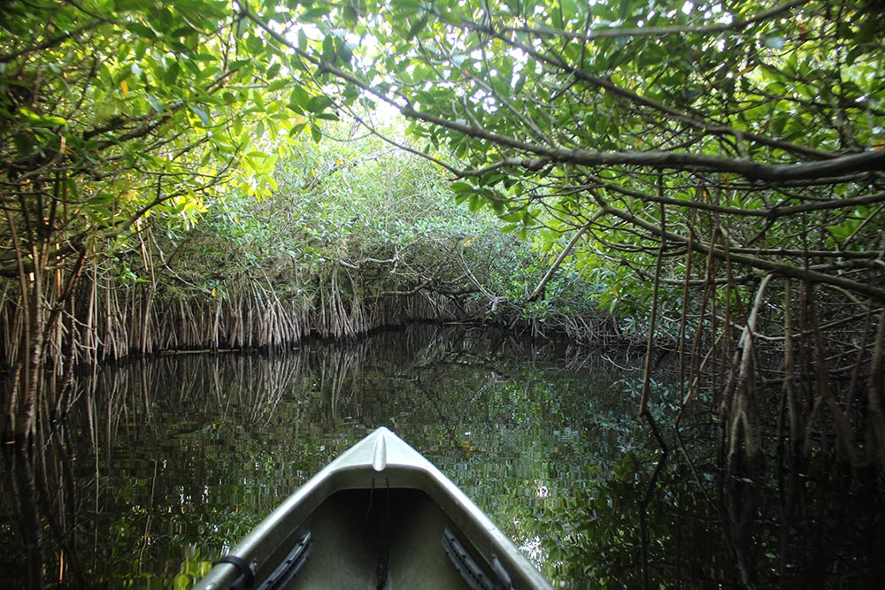 city island 4 connect to mangrove